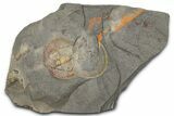 Trinucleid Trilobite (Declivolithus) - Mecissi, Morocco #365746-1